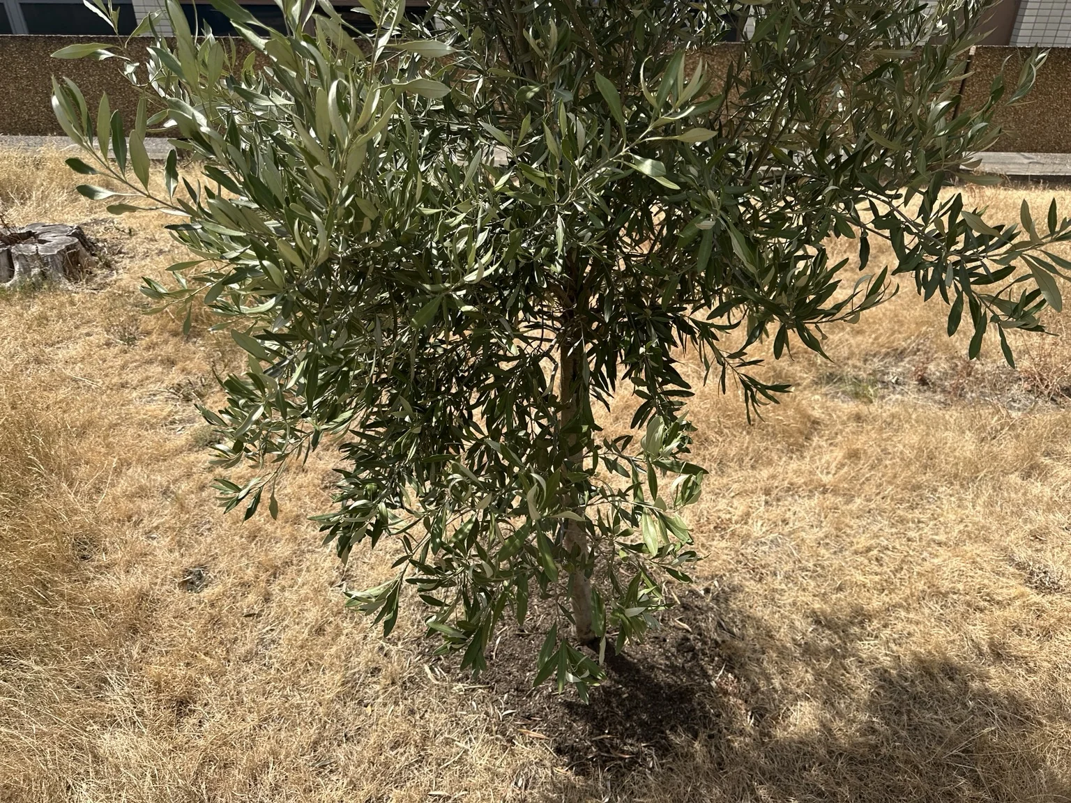 An olive tree standing in scorched London grass