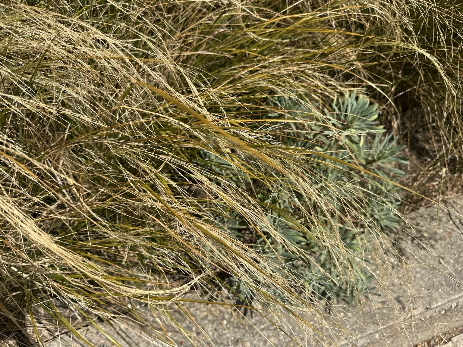 A broad area of drought-browned grass in central London