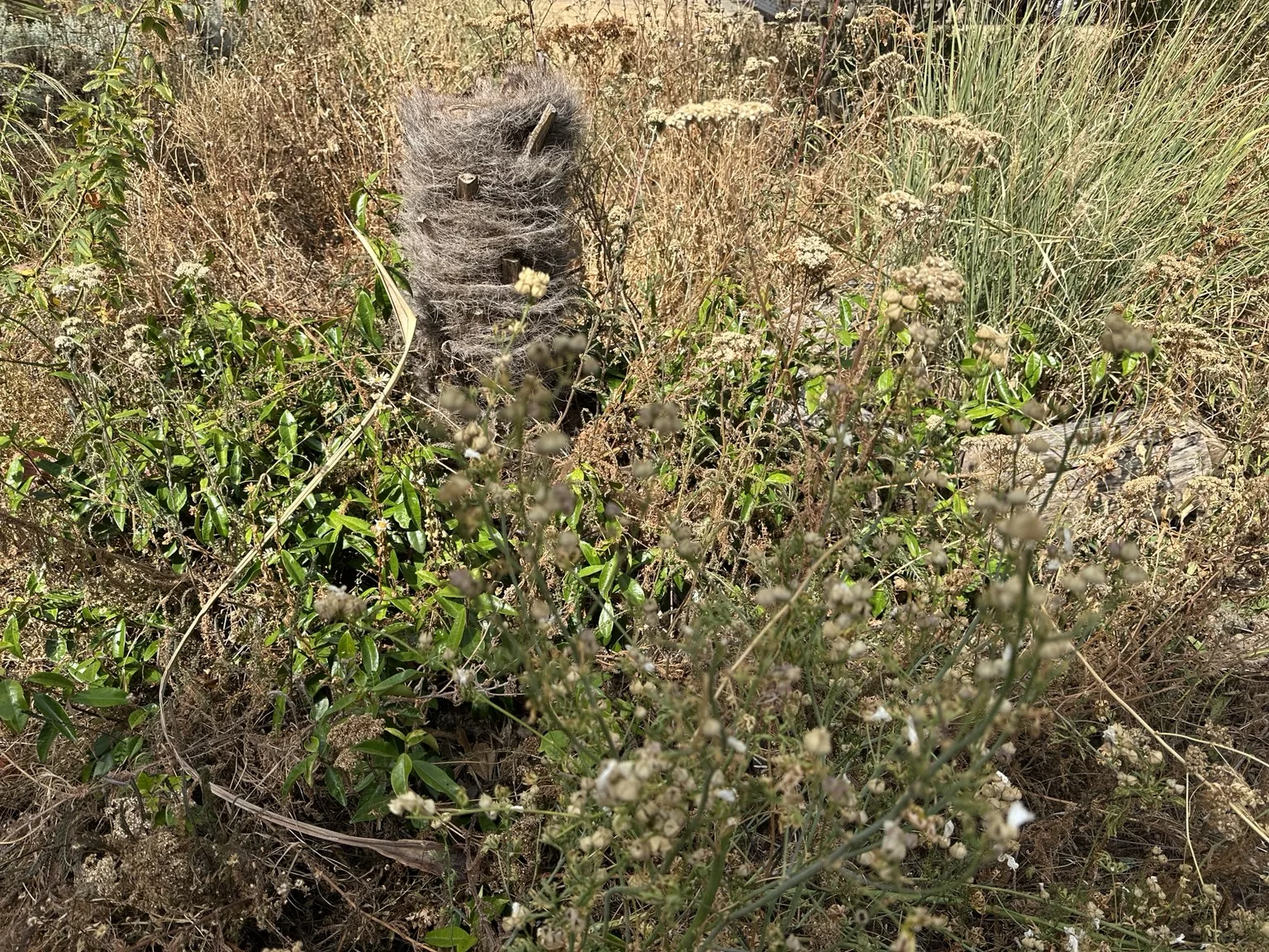 A young tree surrounded by dry grass