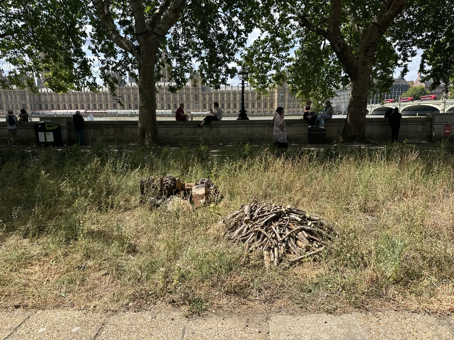 Long dry grass and drought-stressed planting