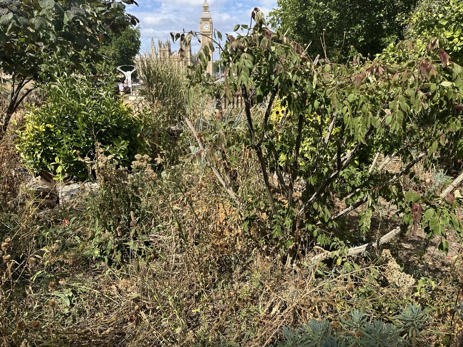 An NHS smoke-free sign surrounded by heat-stressed planting