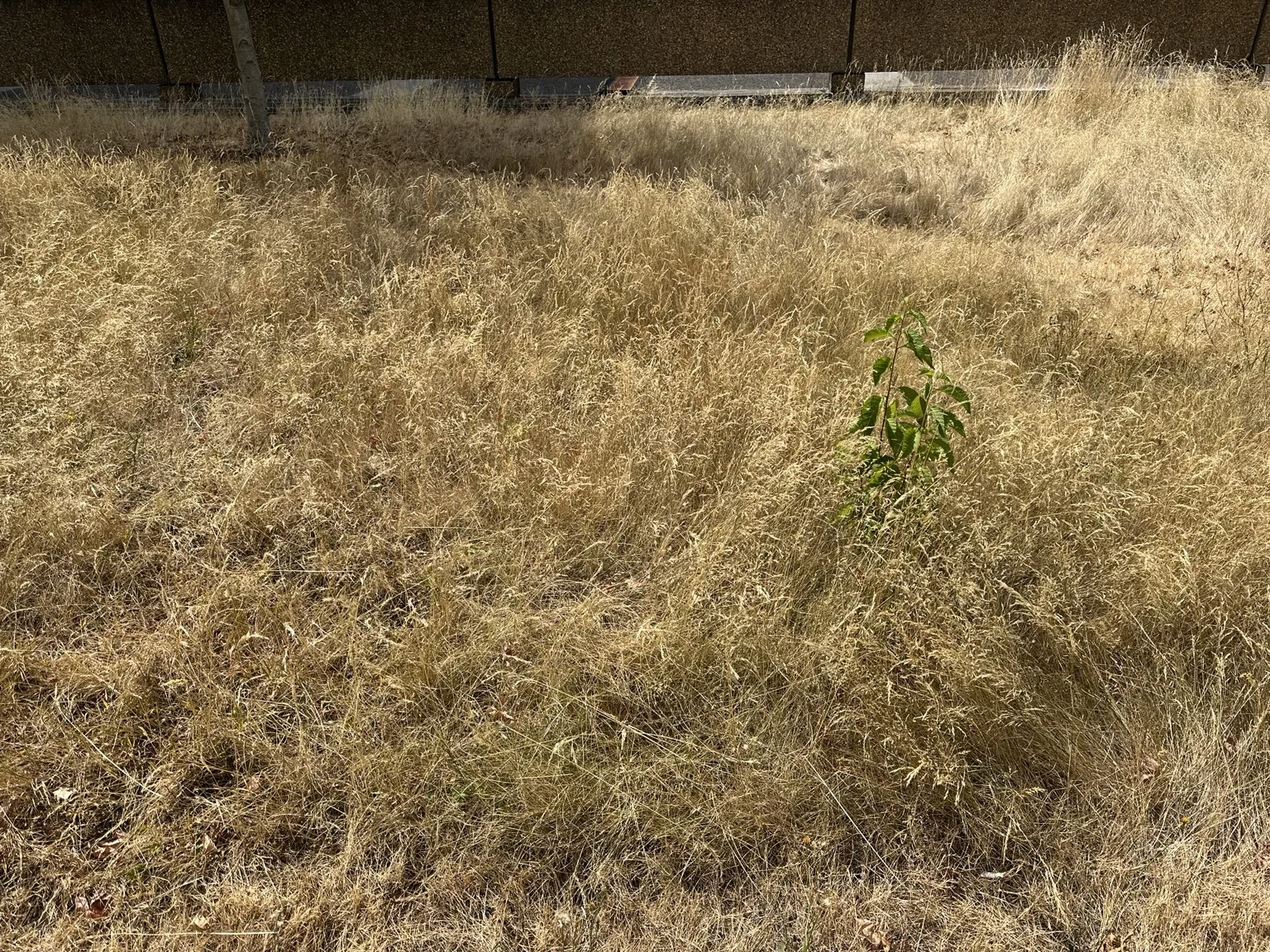 A close view of dry cut branches lying among parched grass