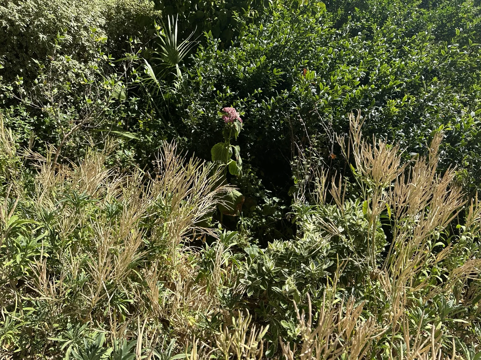A tree surrounded by extensive dry grass
