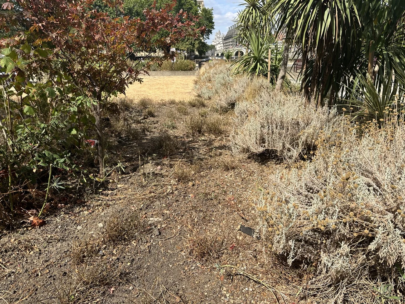 A drought-stressed London garden