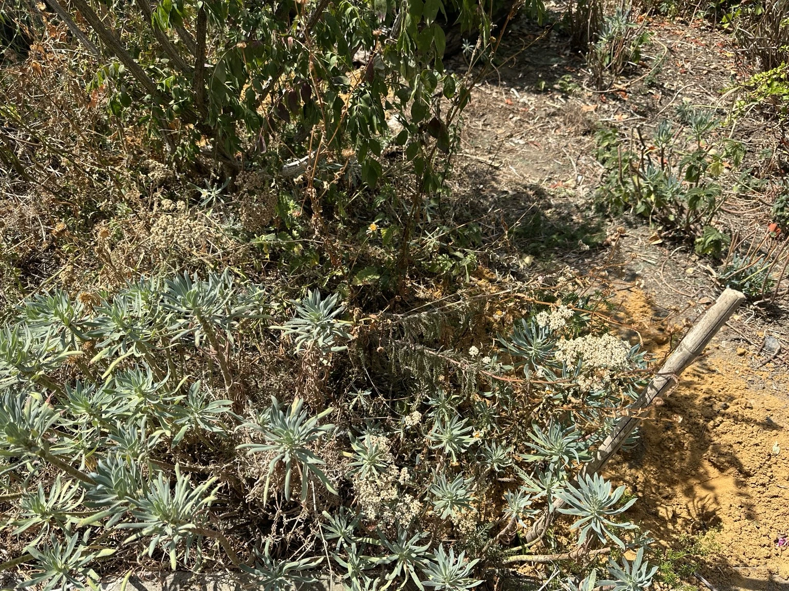 Parched planting and dry soil in a London garden