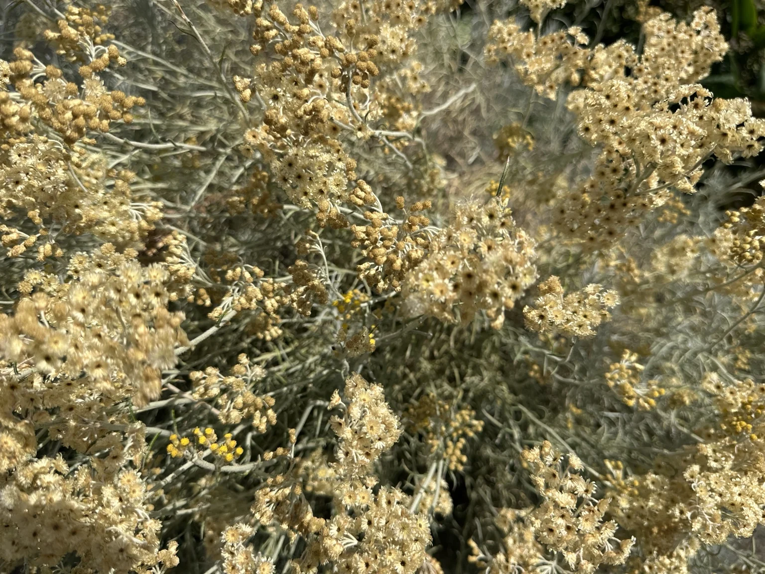 Pale dried flowers and silvered foliage in heat-stressed planting