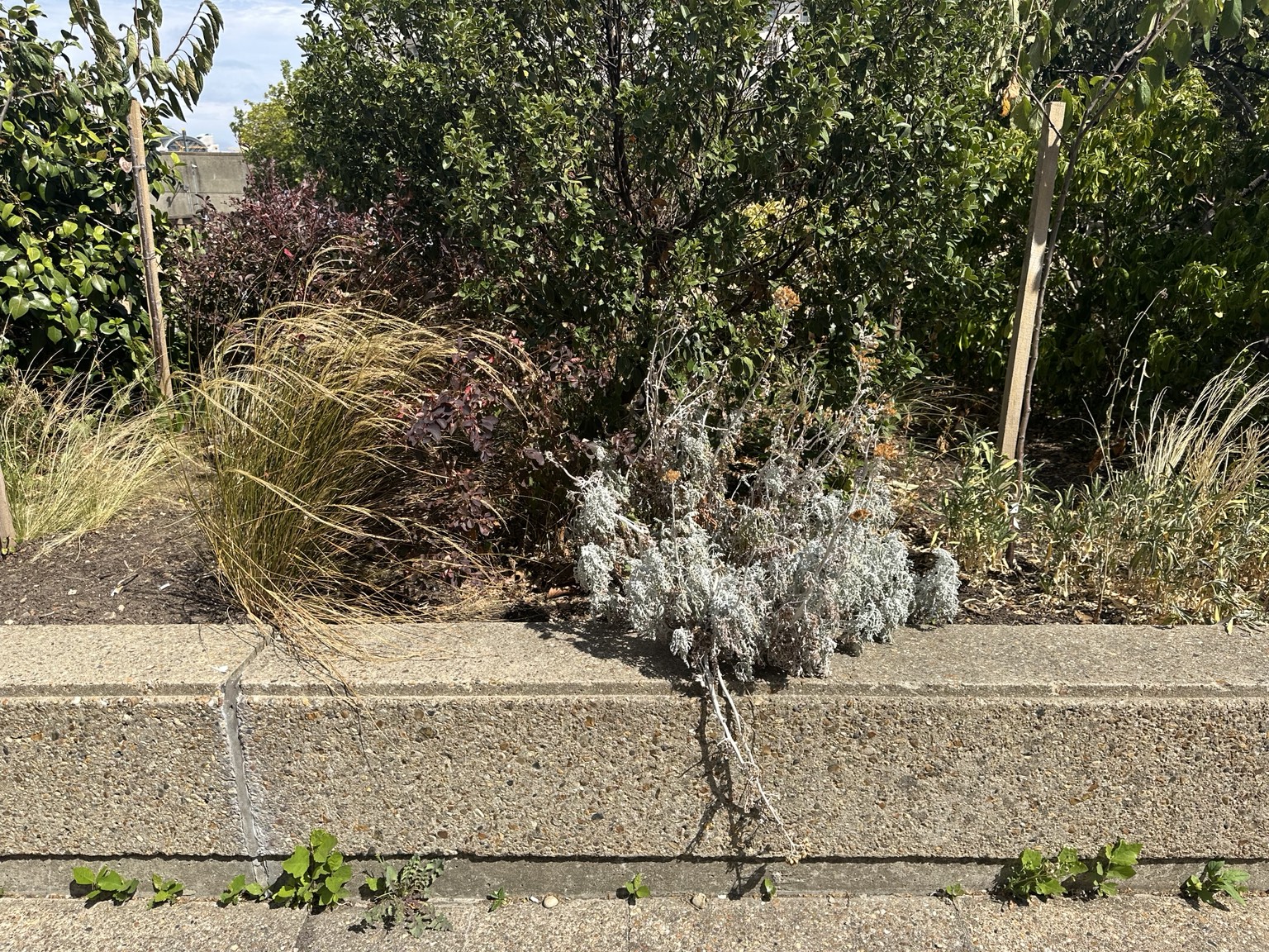 Heat-stressed planting with dried and dying vegetation beside surviving shrubs